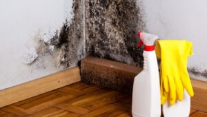 The Truth About Toxic Mold (and How to Get Rid of It)